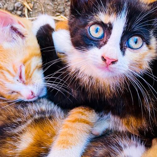 Beautiful Kittens