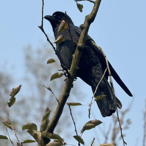 Photo #9866116