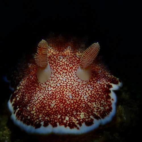Sea Creature