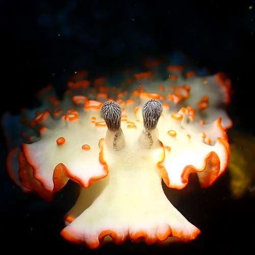 Sea Creature