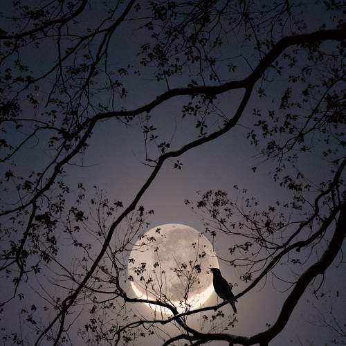 The bird and moon