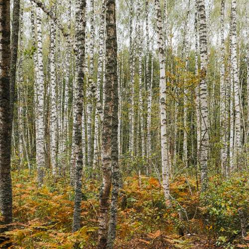 Photo #9868250