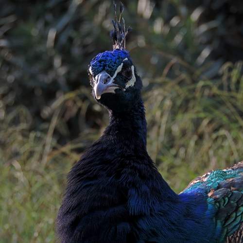 Photo #9868776