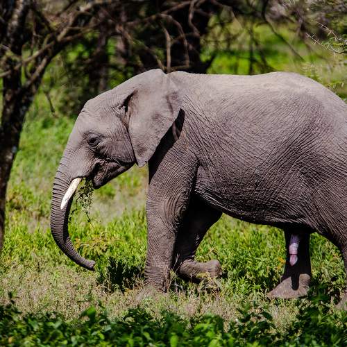 Elephant - Serengeti National Park
