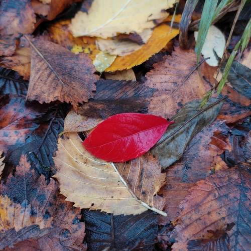 Photo #9869951