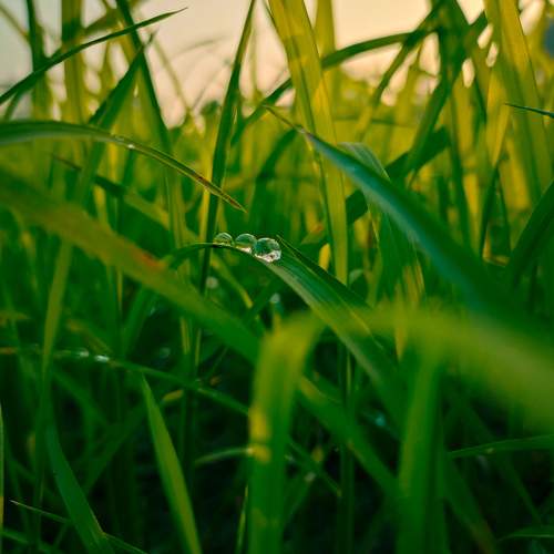 Dew drops in leaves