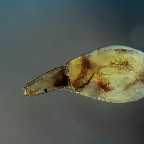 Ceratopogonidae larvae