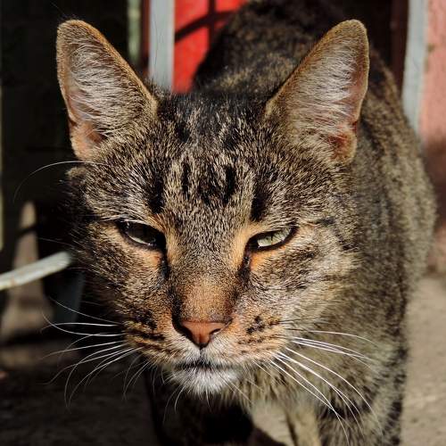 Photo #9871148