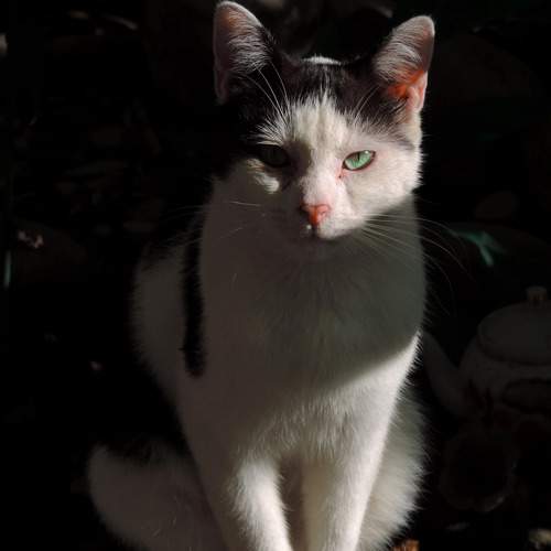 Photo #9871495