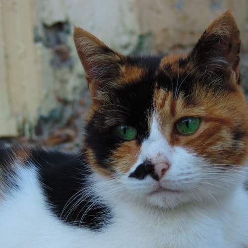 Photo #9871499