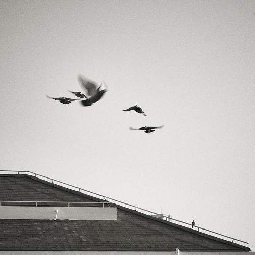 Photo #9875781