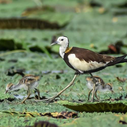 Pheasant tailed Jacana Family