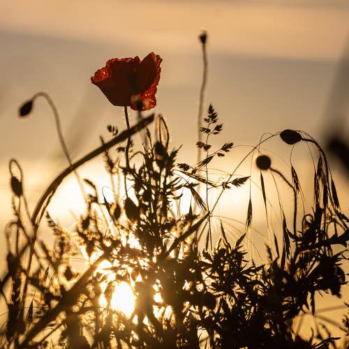 The poppy and the sunset