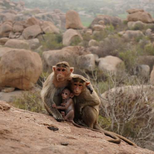 Photo #9877340