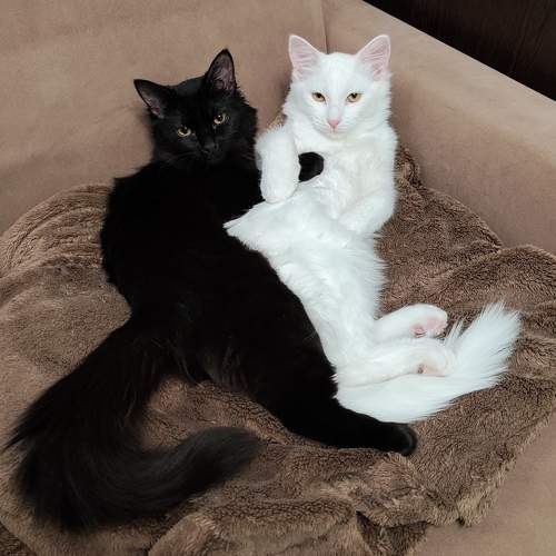 Photo #9878964