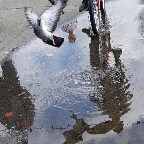 Photo #9881620