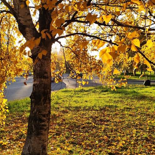 Photo #9881785