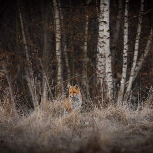 Photo #9884634