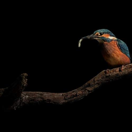 kingfisher