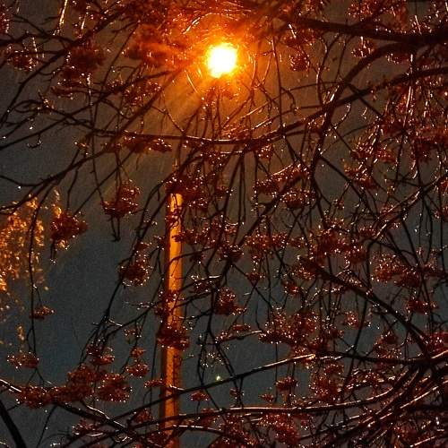 Заледеневшая рябина (frozen rowan)