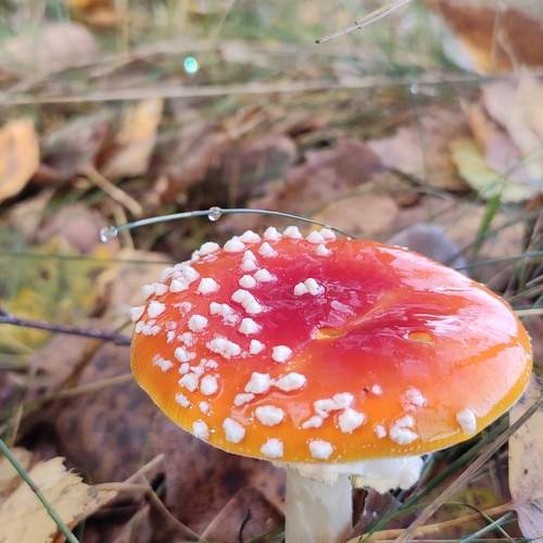 Photo #9886713