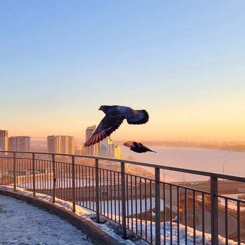 Photo #9888442
