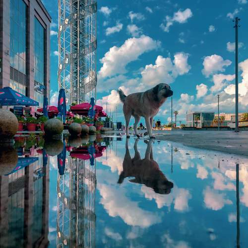 Dog Reflection