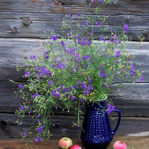 Photo #9891059