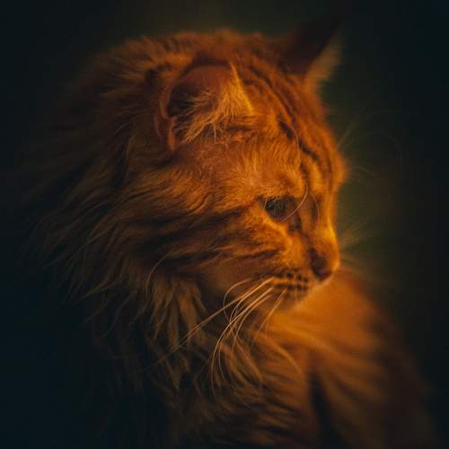 Photo #9895779