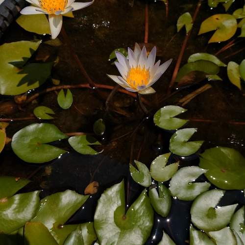 Photo #9896782