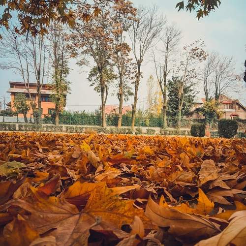 In the magic of autumn, everything feels golden. ✨ ? ......... ....... ..... ... .