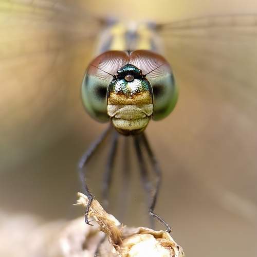 Photo #9898516
