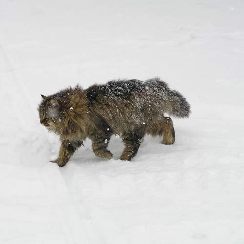 Photo #9899320