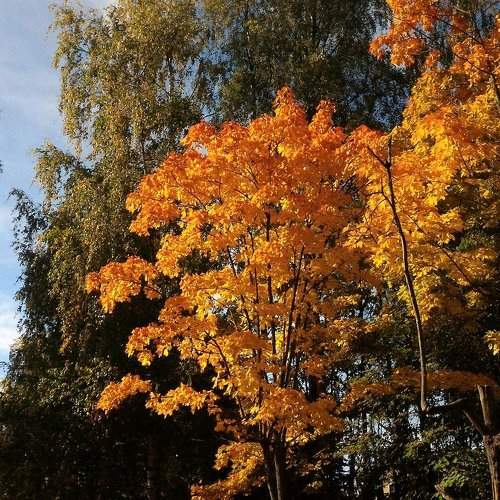 Golden autumn