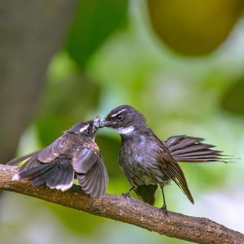 Photo #9900204