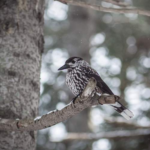 Photo #9900413