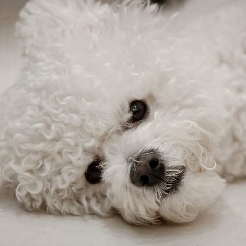 Photo #9901287