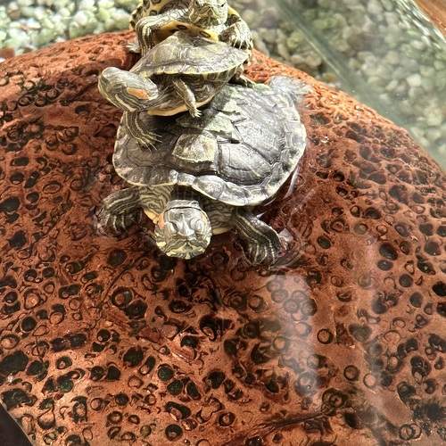 Photo #9901458