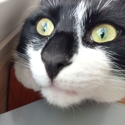 Photo #9902170