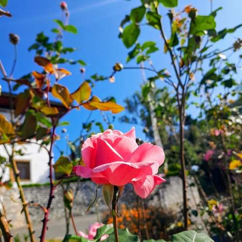 Rose Flower