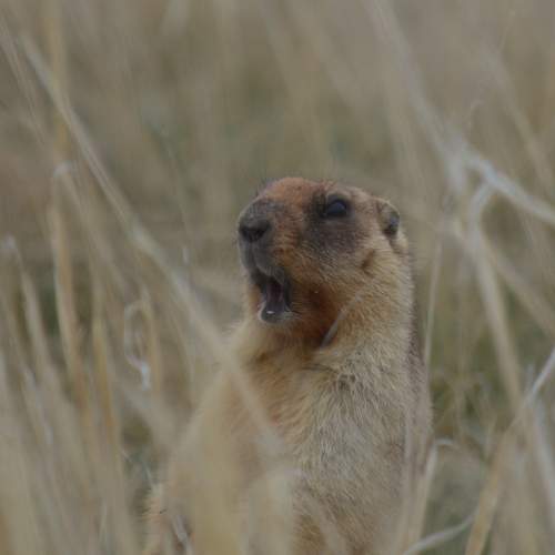 Photo #9902707