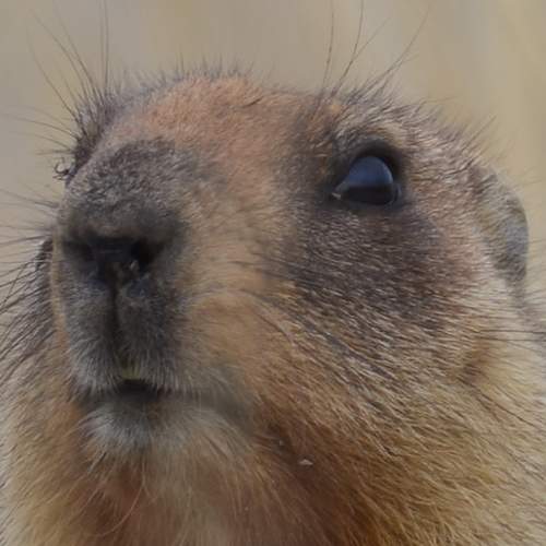 Photo #9902753