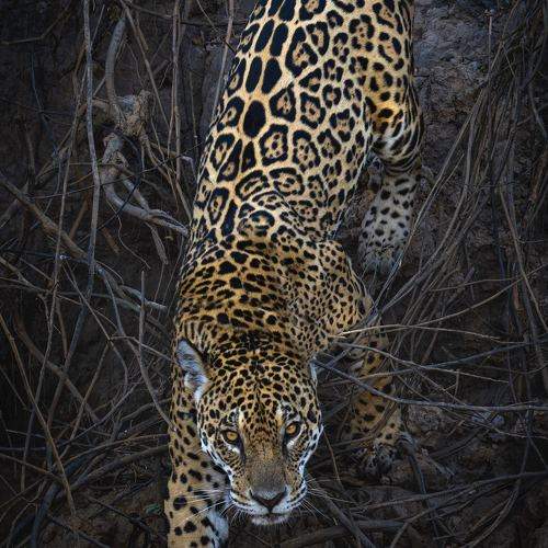JAGUAR STARE