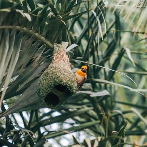 Bird