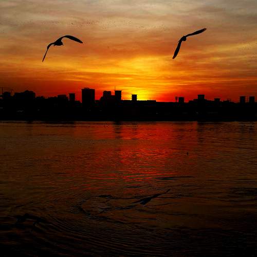 Photo #9906262