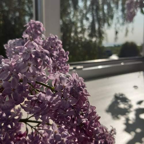 Photo #9906451