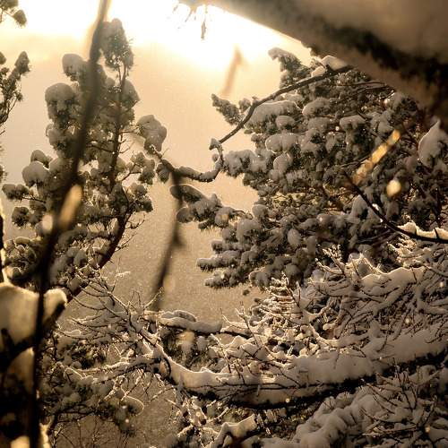 Photo #9906838