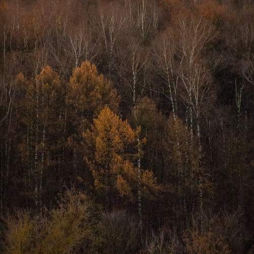 Photo #9908584