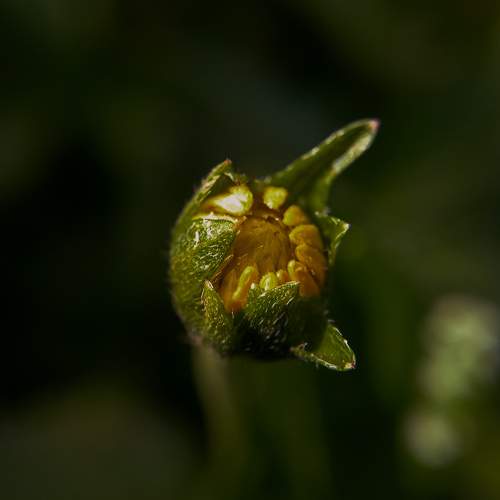 Macro Photography