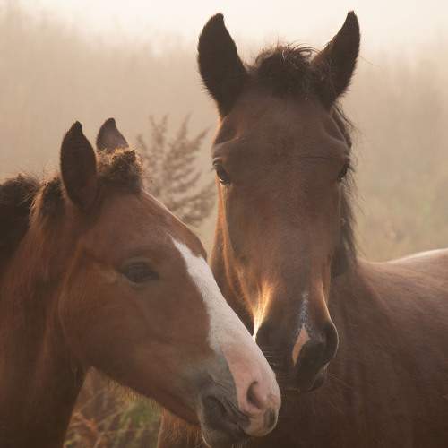 Photo #9911525